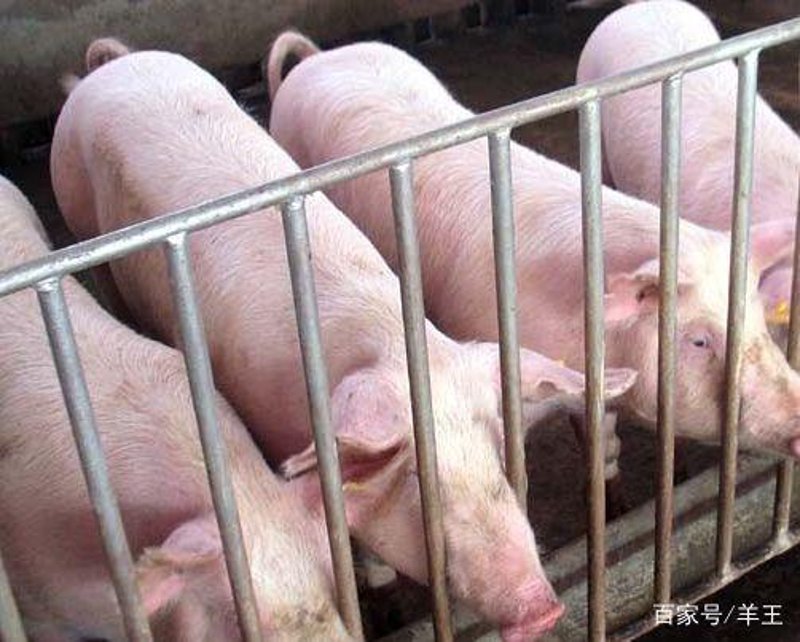 农家猪:传统与现代交织的新生态