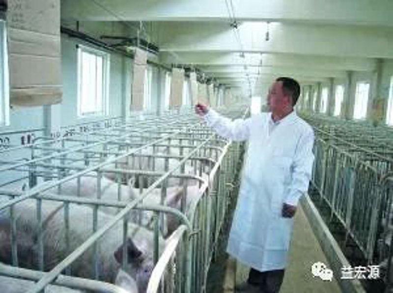 种猪繁育技术的发展与挑战:现代农业的一场马拉松