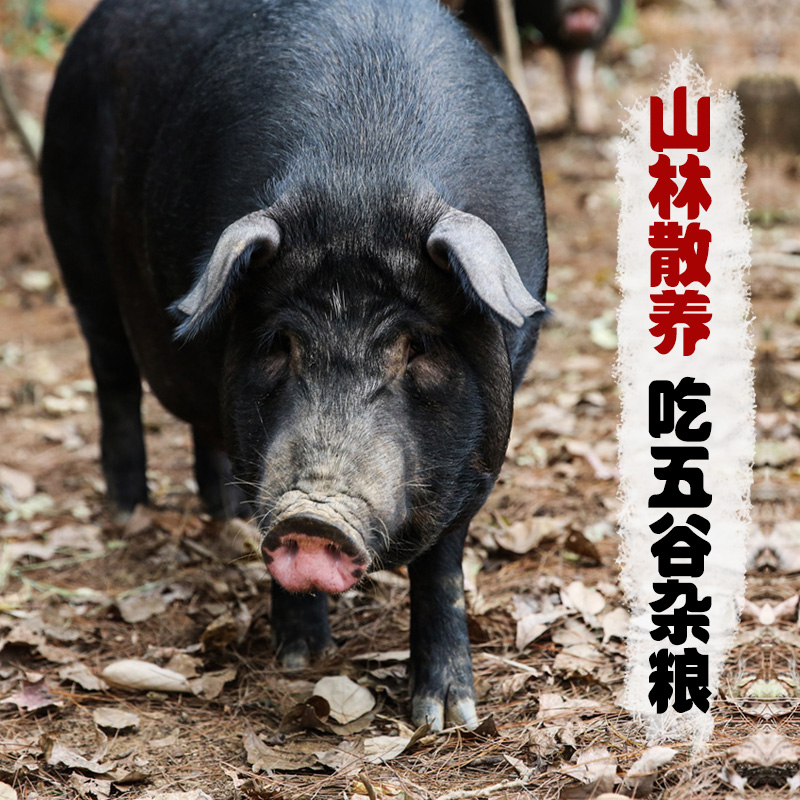 聚焦绿色养殖:怀宁养殖场的新时代篇章