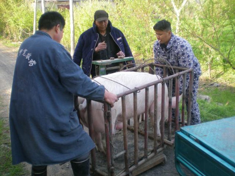 农家猪:乡村里的绿色美味